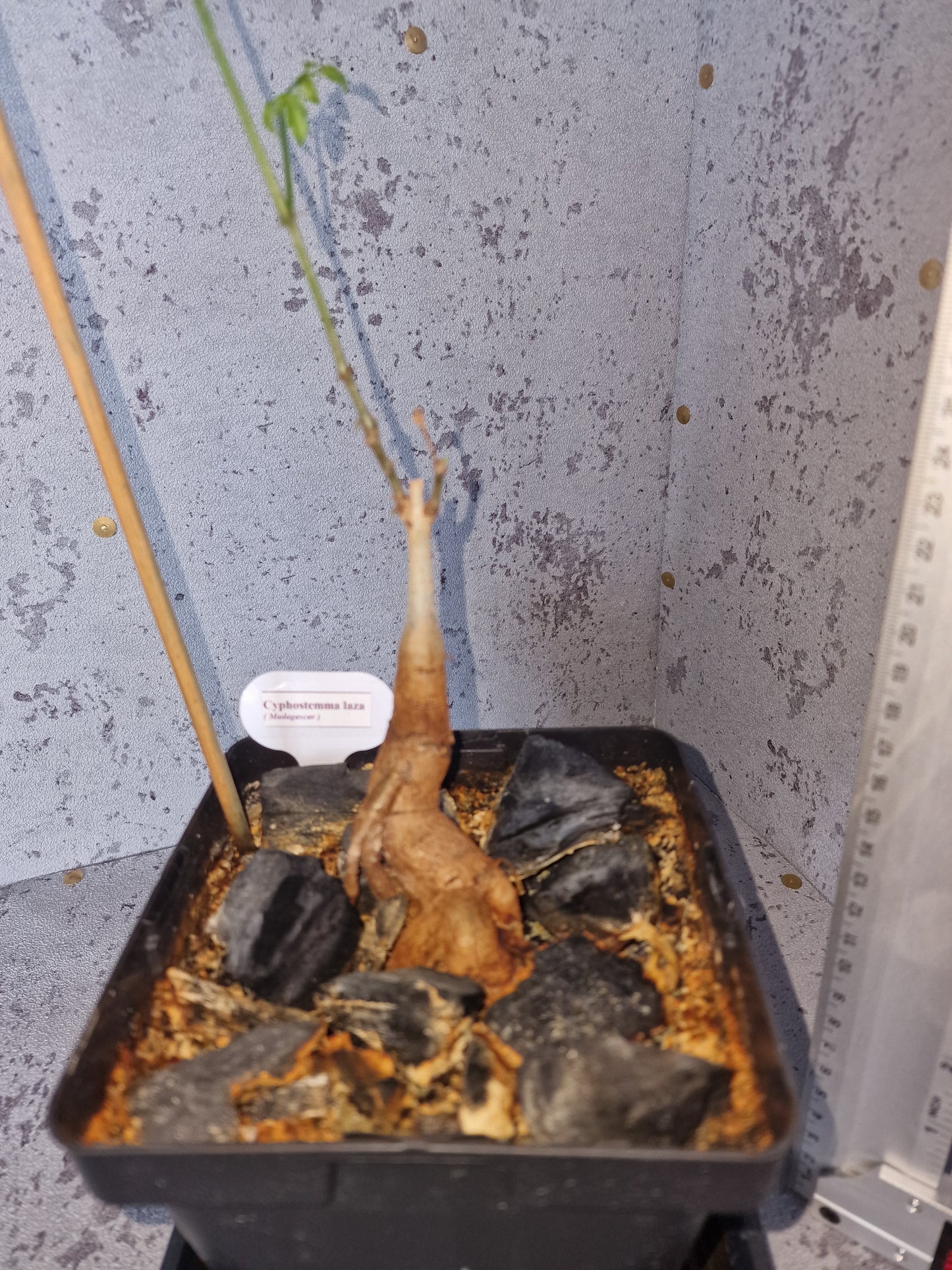 Cyphostemma laza PLANT #2