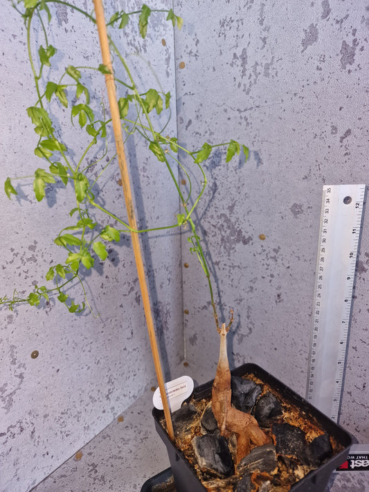 Cyphostemma laza PLANT #2