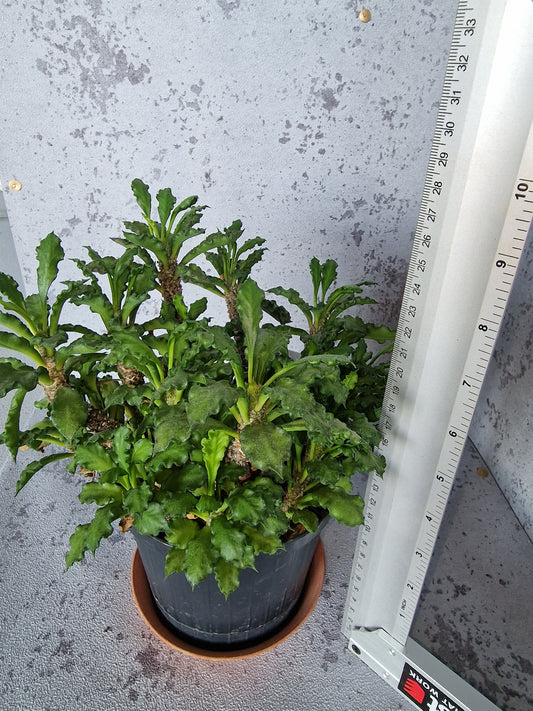 Euphorbia decaryi PLANT