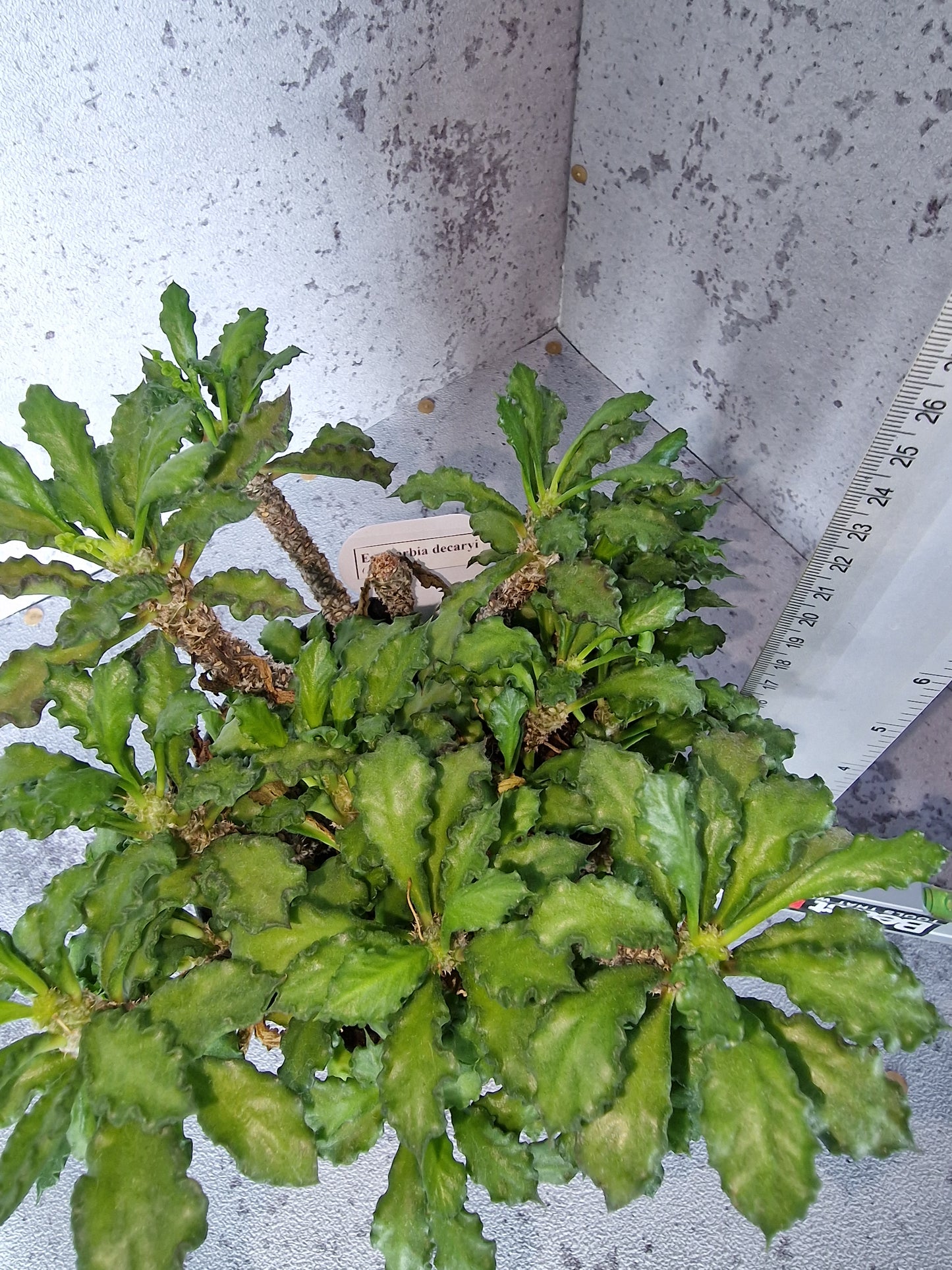 Euphorbia decaryi PLANT
