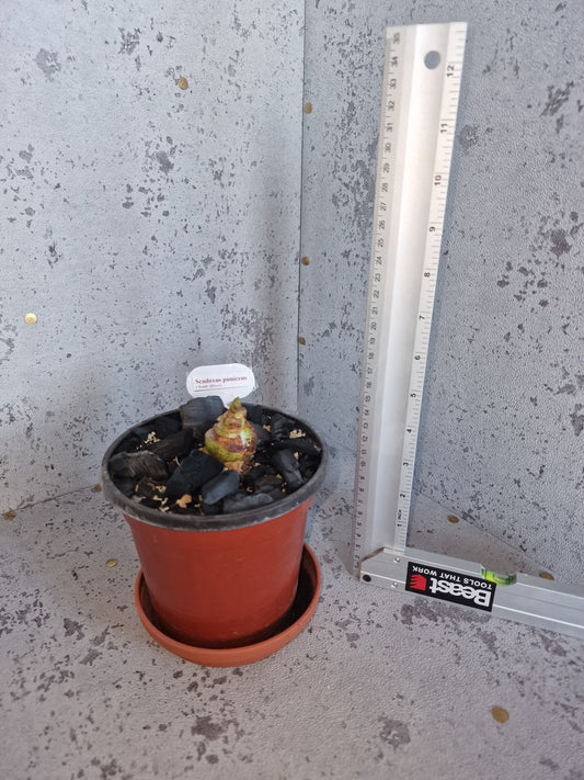 Scadoxus puniceus PLANT