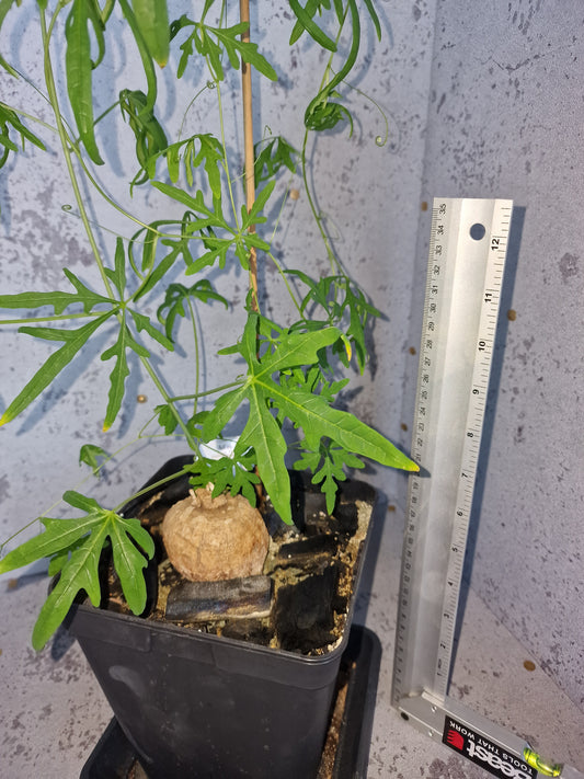 Adenia stenodactyla PLANT