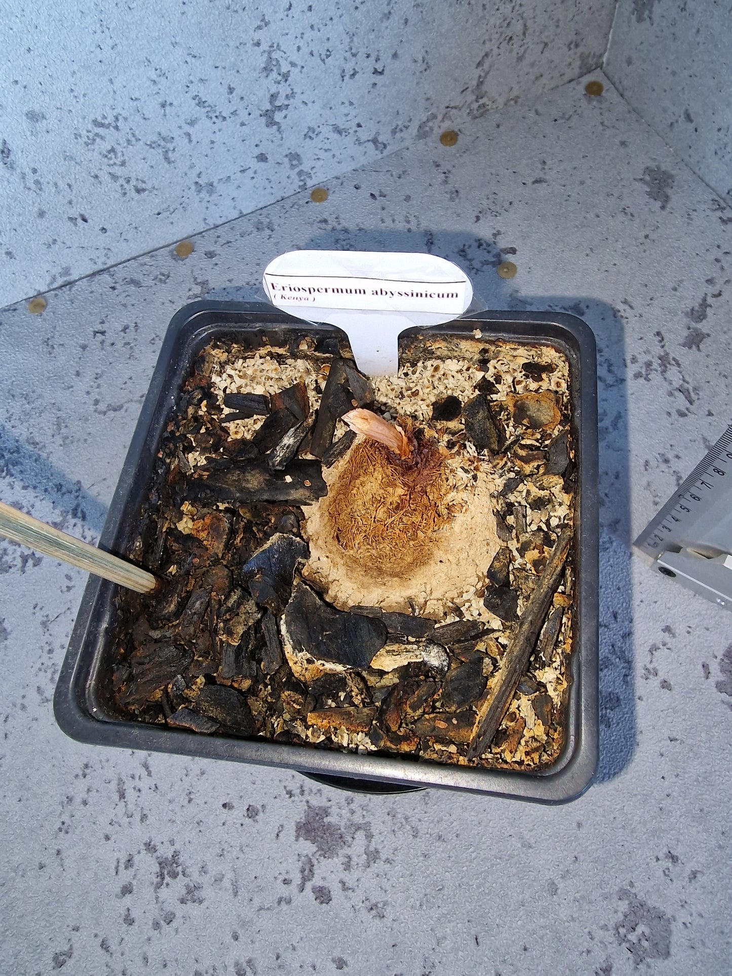 Eriospermum abyssinicum PLANT