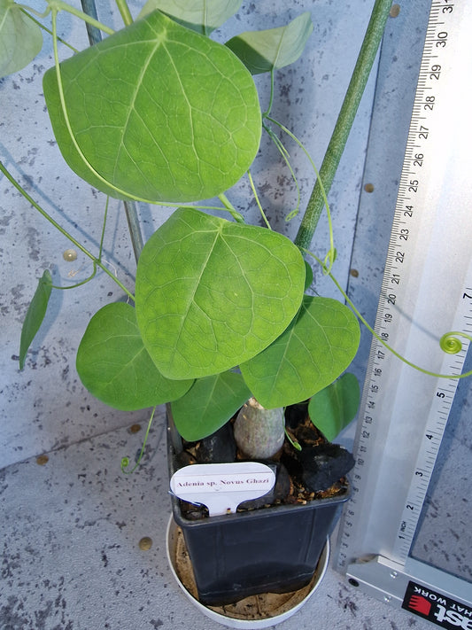 Adenia sp.novus ghazi PLANT