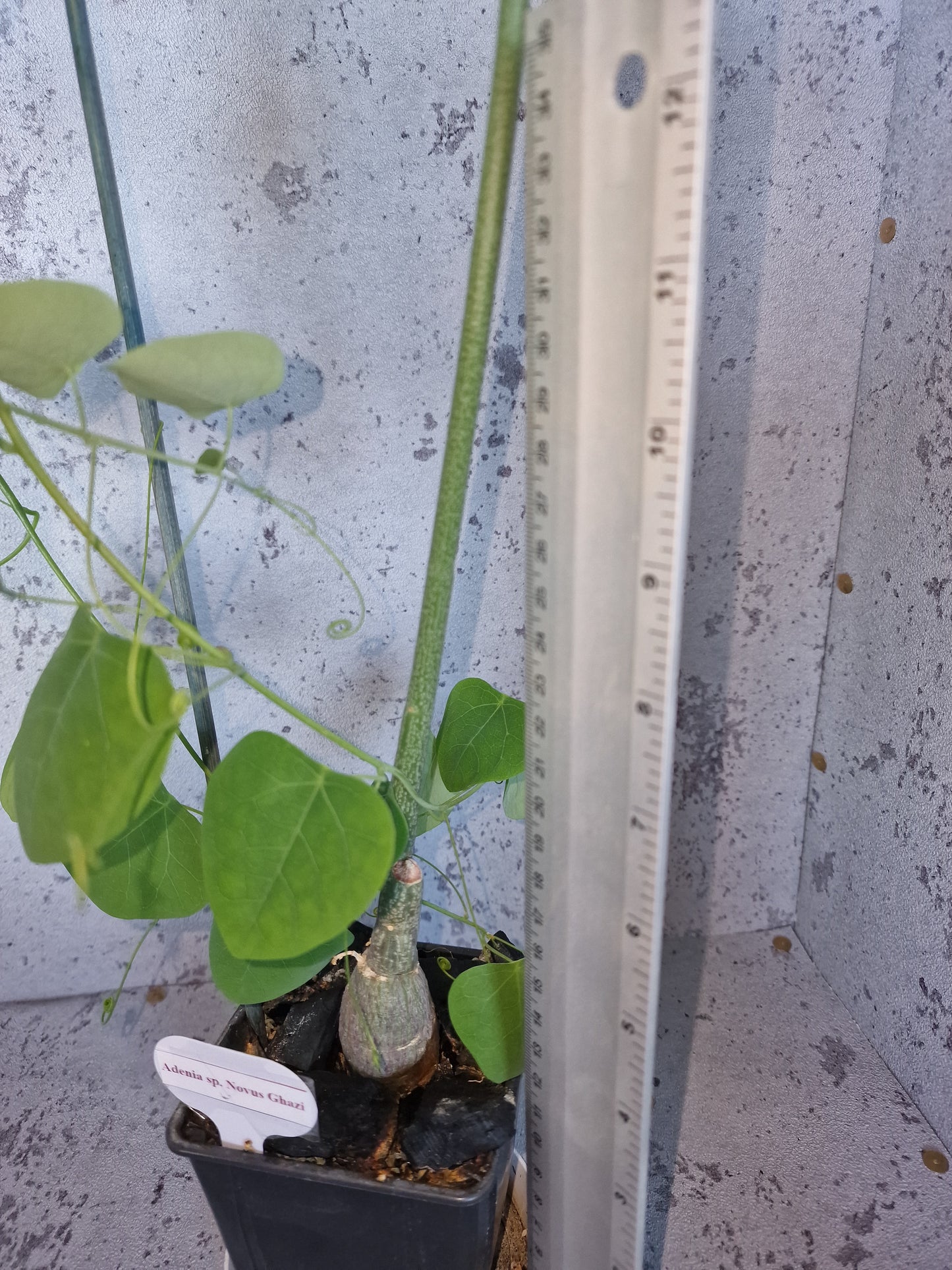 Adenia sp.novus ghazi PLANT