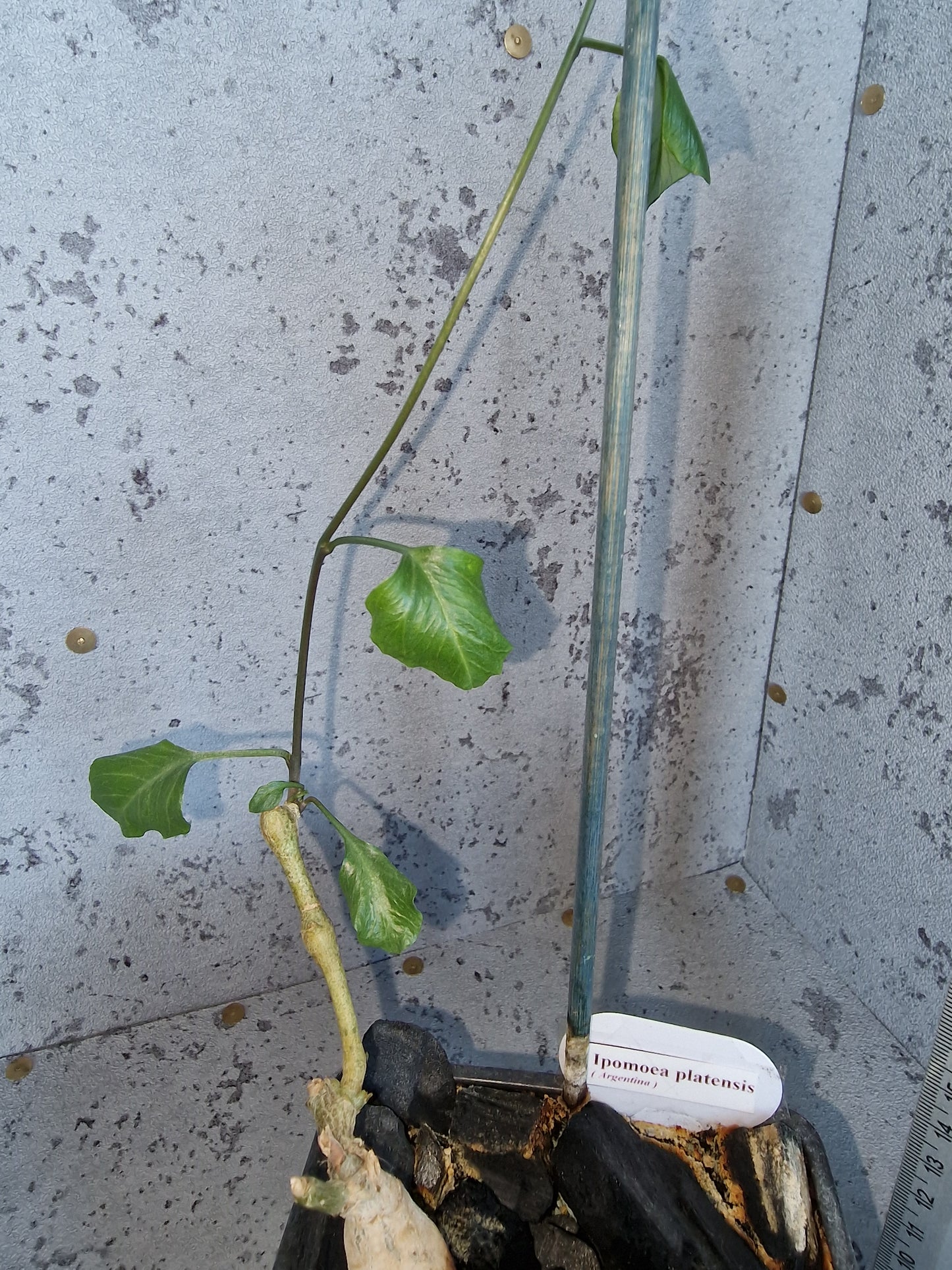 Ipomoea platensis PLANT