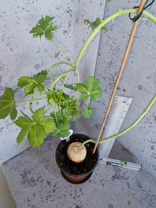 Jatropha berlandieri PLANT