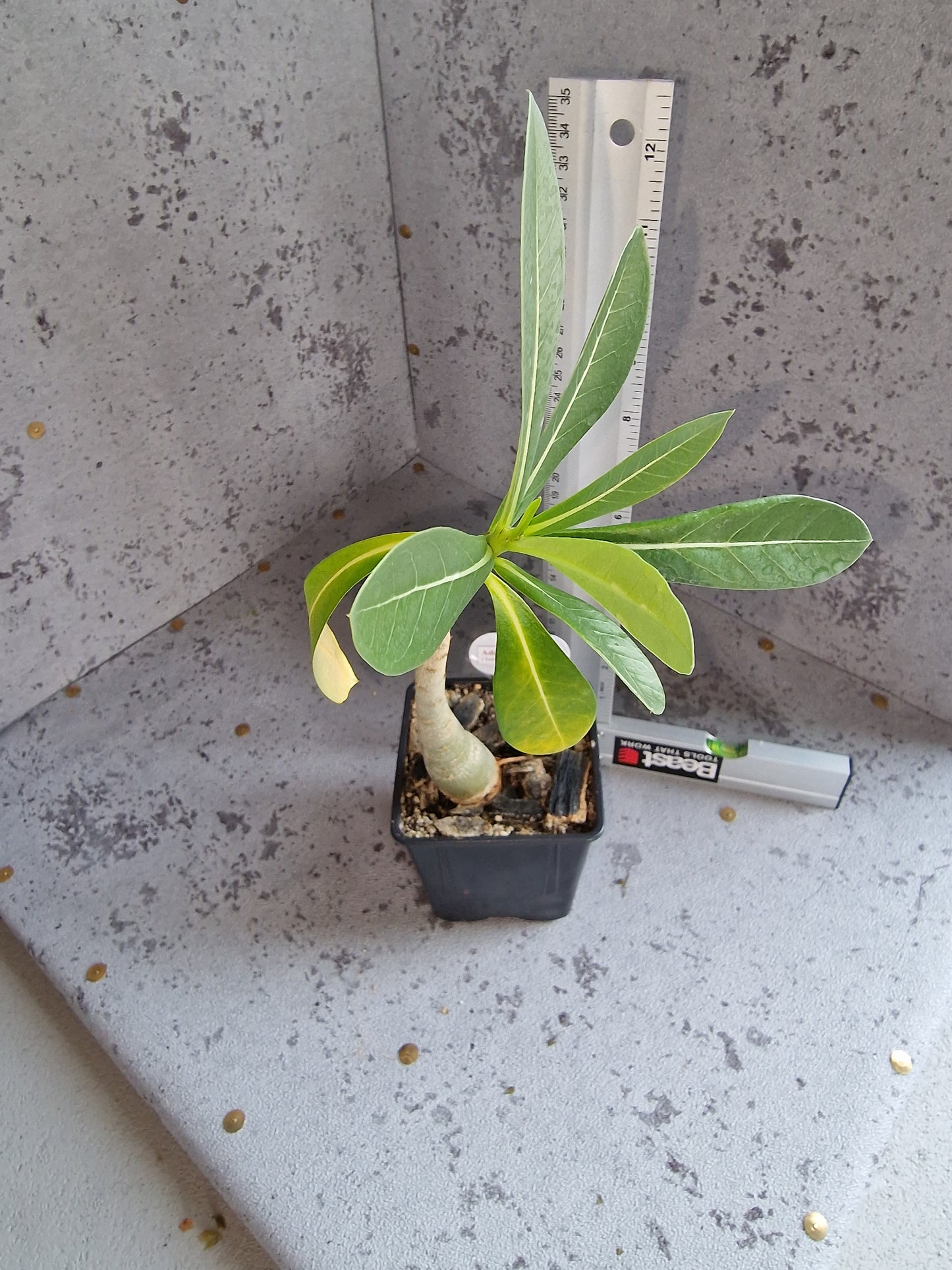 Adenium arabicum PLANT