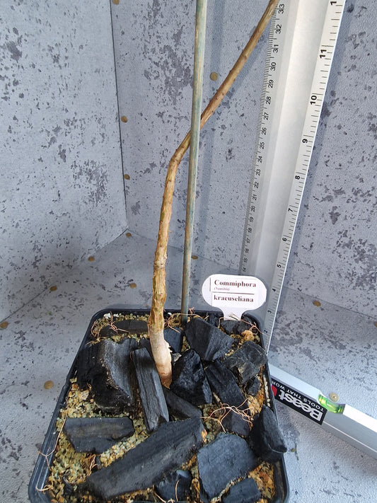 Commiphora kraeuseliana PLANT