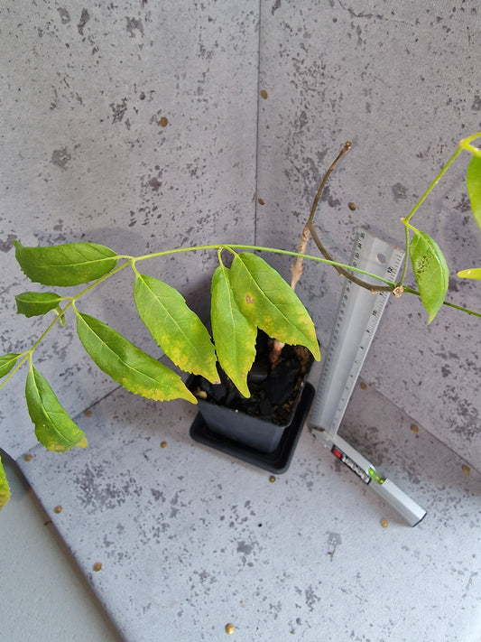 Commiphora pervilleana PLANT