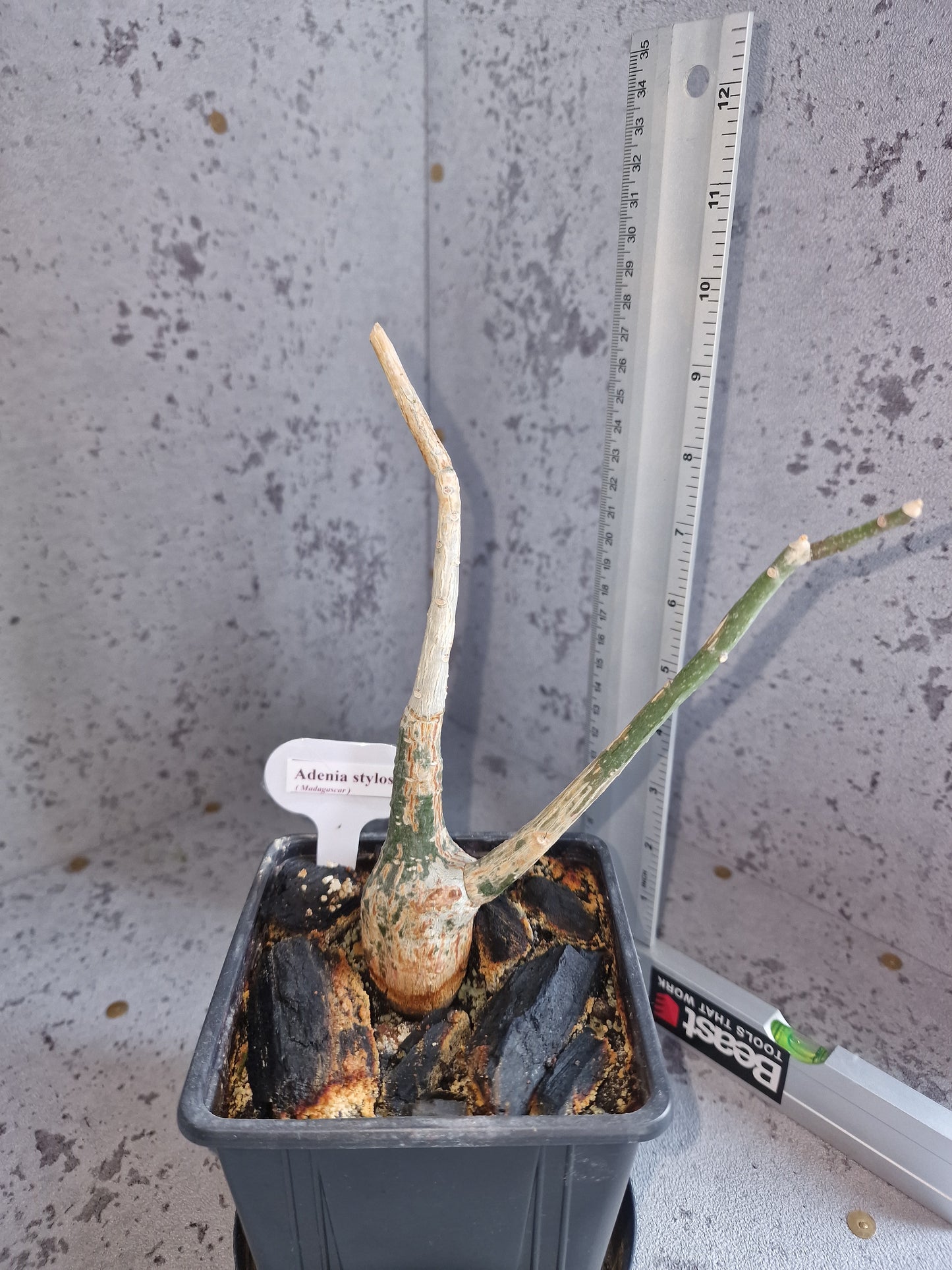 Adenia stylosa PLANT