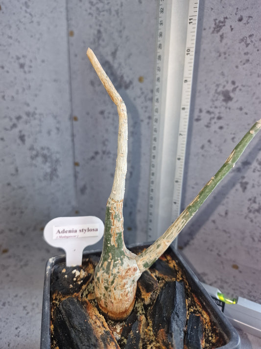 Adenia stylosa PLANT