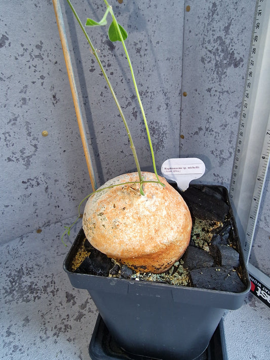 Raphionacme sp. aff. michellii PLANT