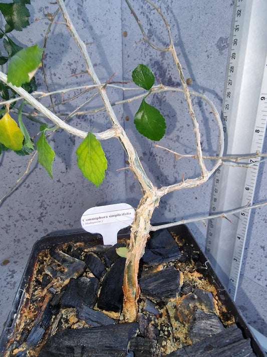 Commiphora simplicifolia PLANT