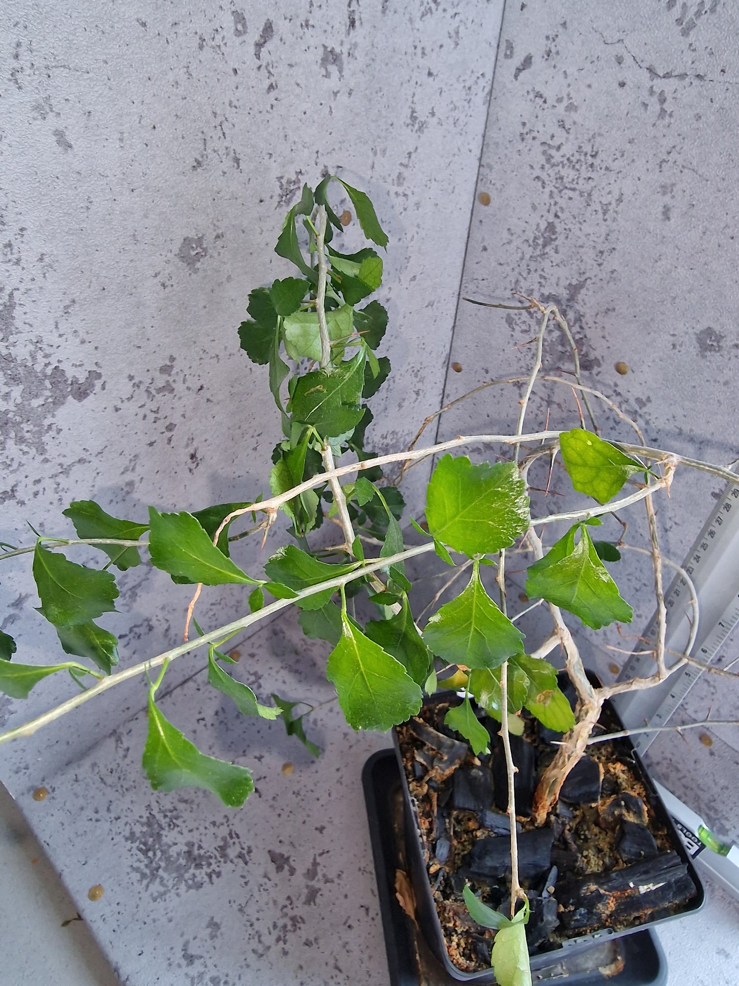 Commiphora simplicifolia PLANT