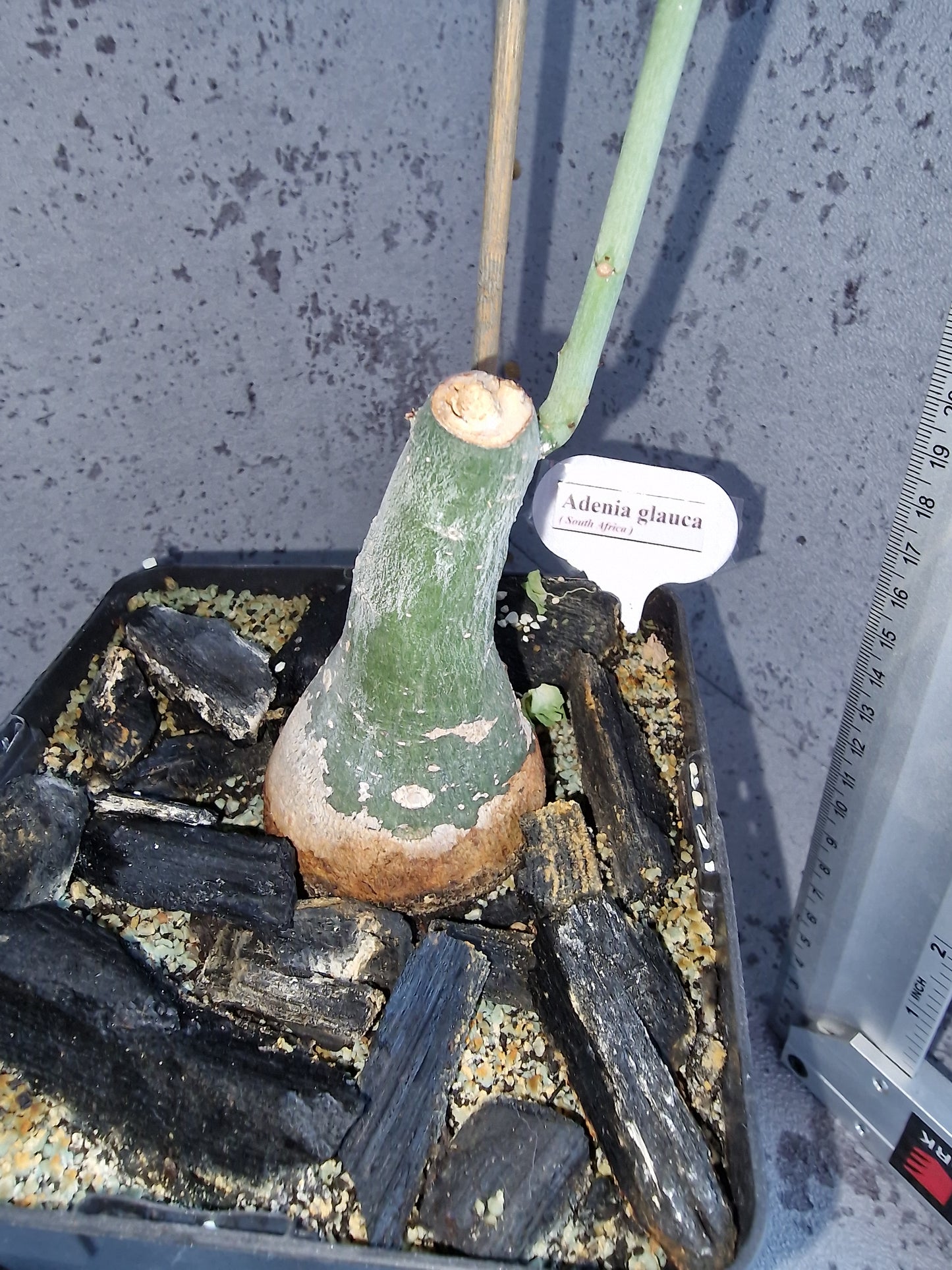 Adenia glauca PLANT