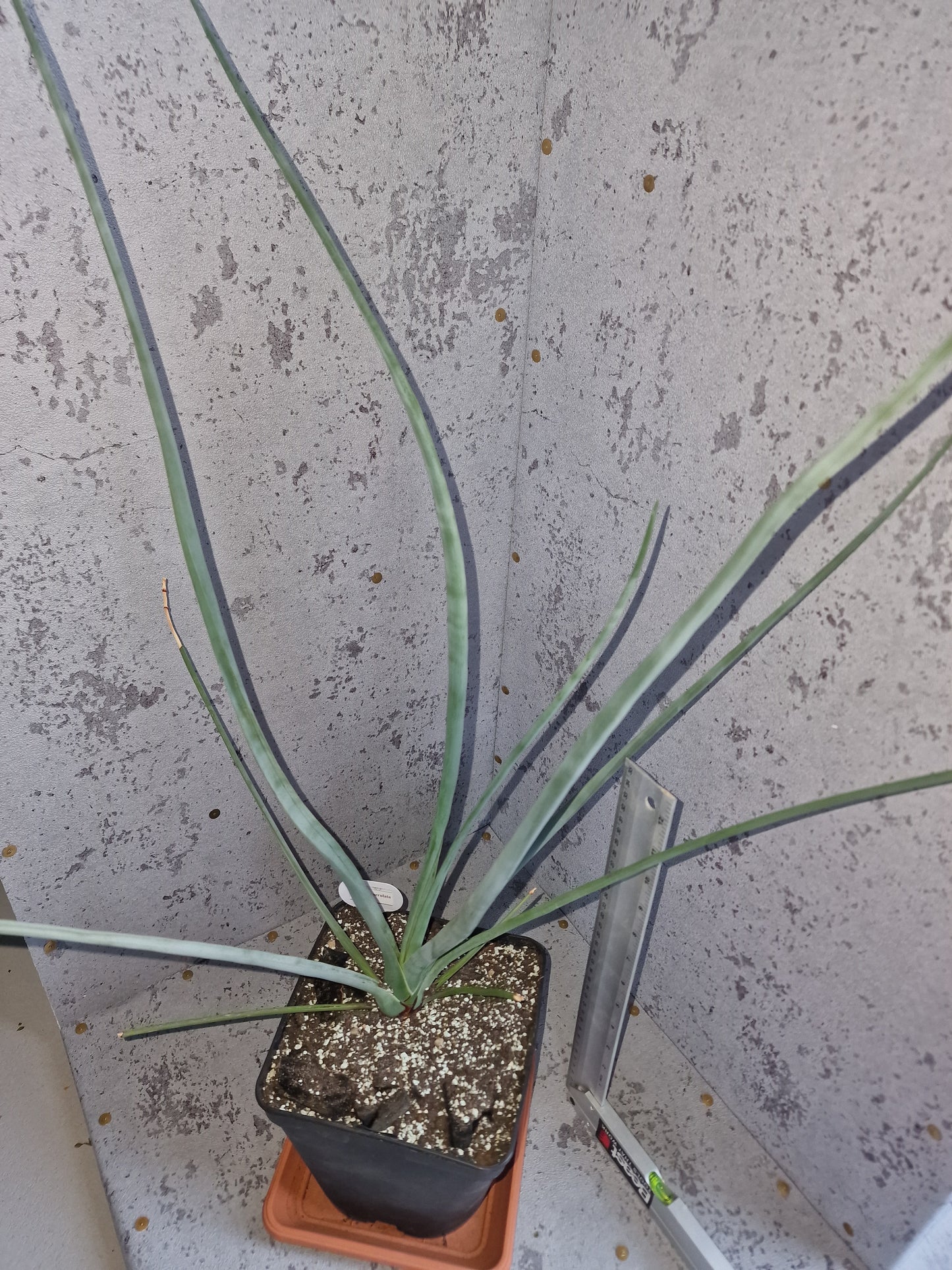 Dracaena serrulata PLANT