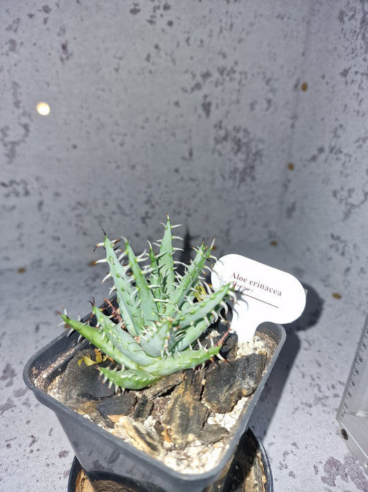 Aloe erinacea PLANT