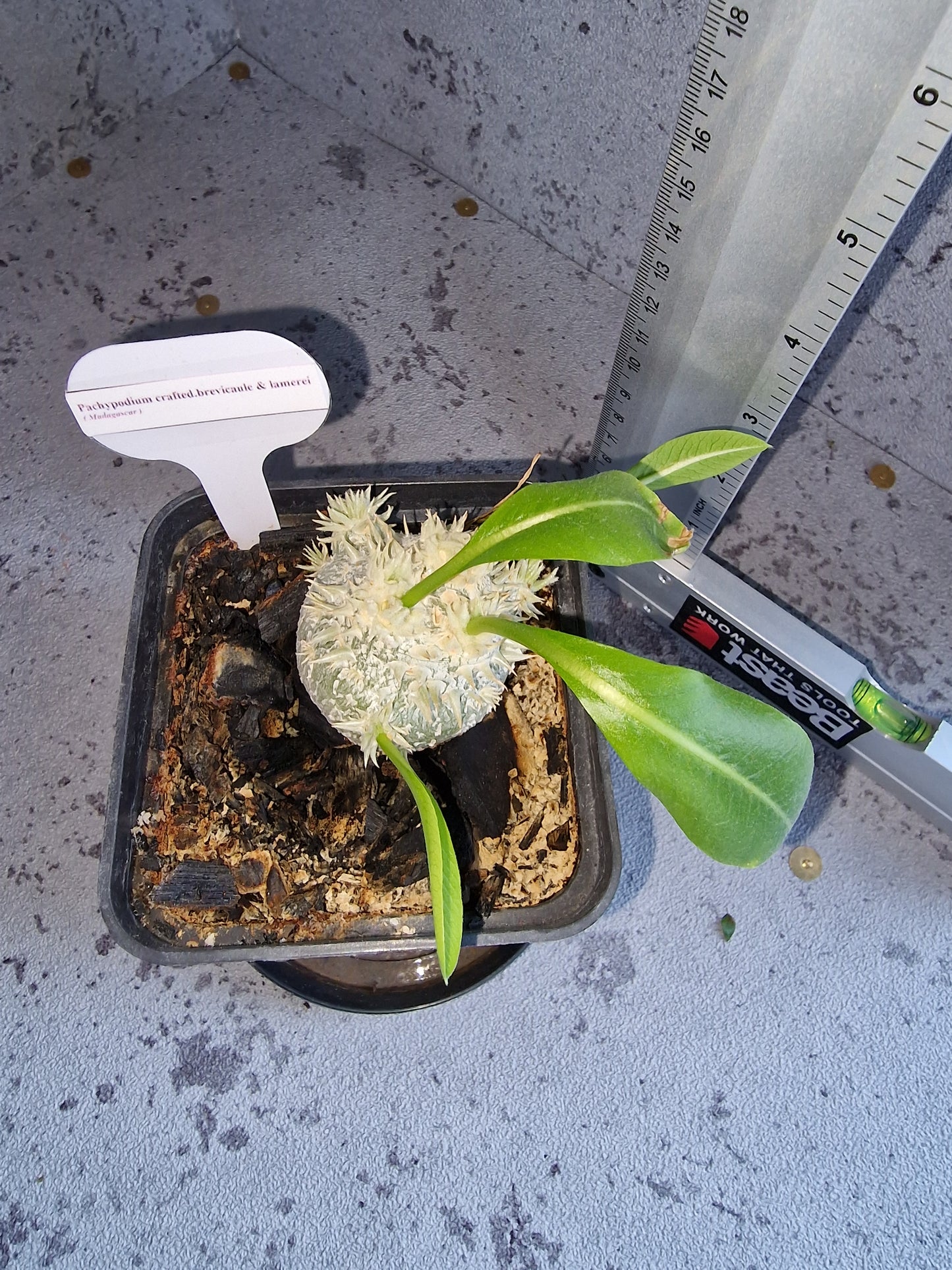 Pachypodium crafted brevicaule x lamerei PLANT