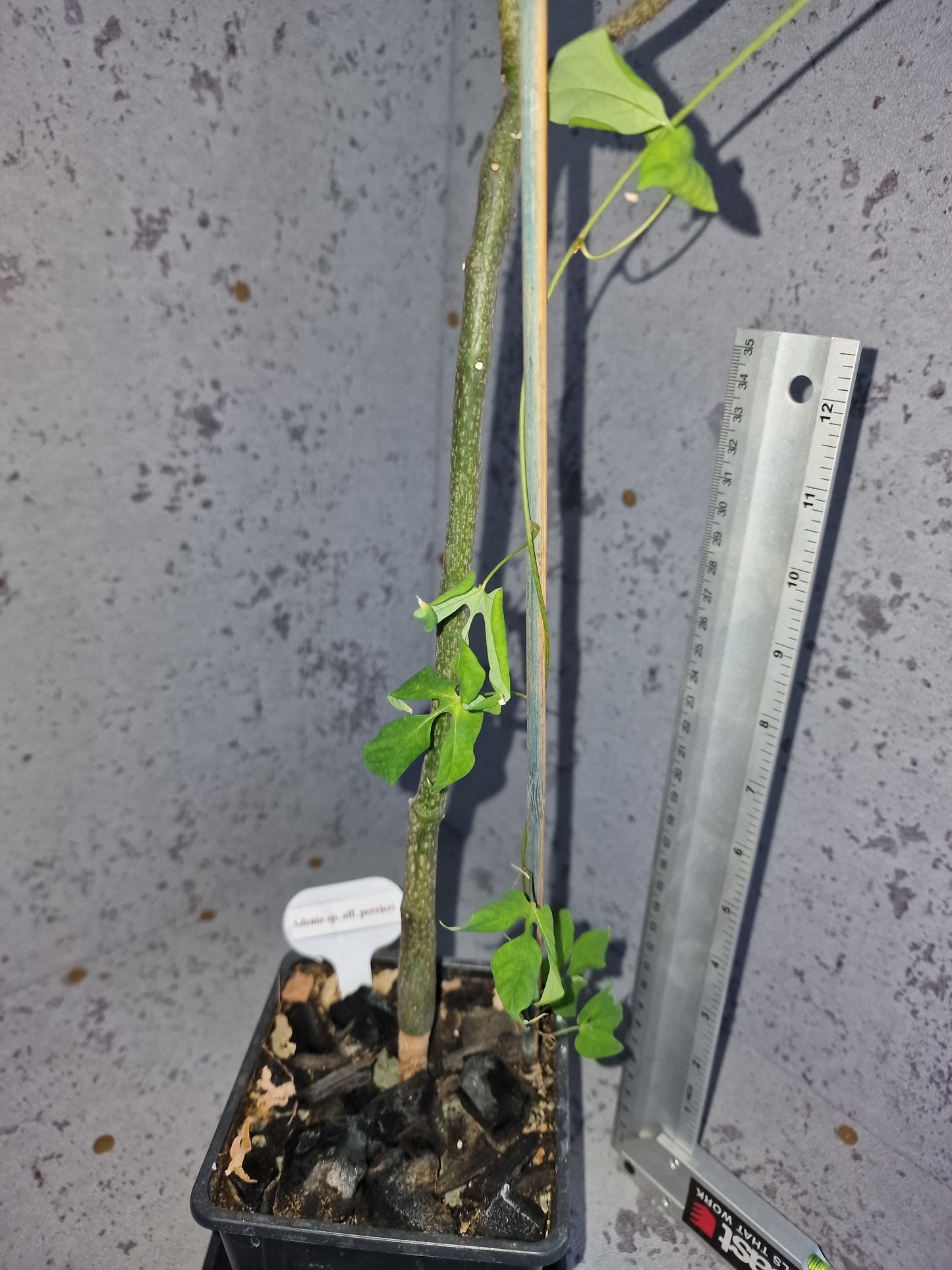 Adenia sp.aff perrieri PLANT