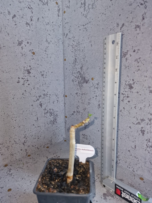 Jatropha mahafalensis PLANT