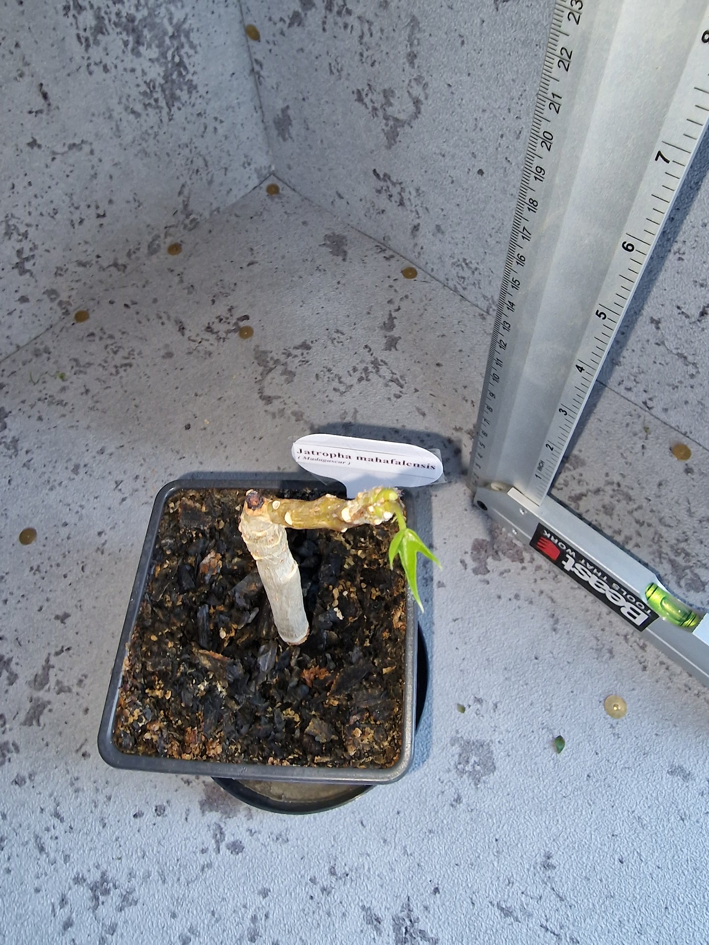 Jatropha mahafalensis PLANT
