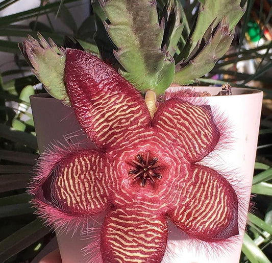 Stapelia Gettlefii hybrid seeds