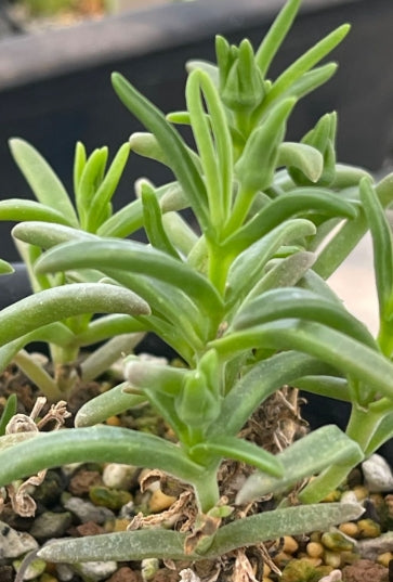 Delosperma napiforme seeds