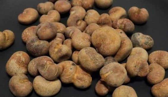 Adansonia madagascariensis seeds