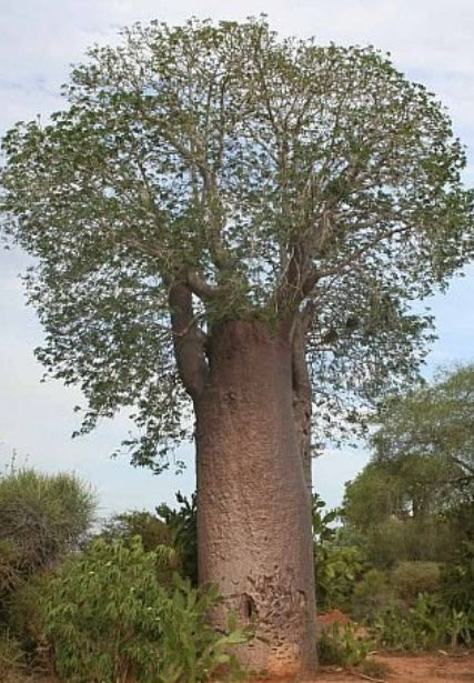 Adansonia za seeds