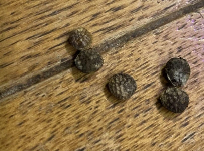 Adenia Ellenbeckii seeds