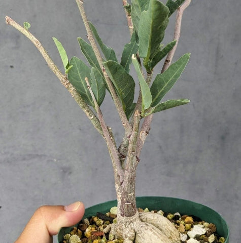 Adenia repanda seeds