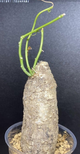 Adenia Penangiana seeds