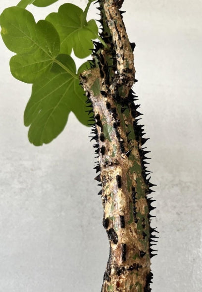 Adenia aculeata seeds