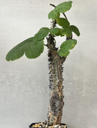 Adenia aculeata seeds