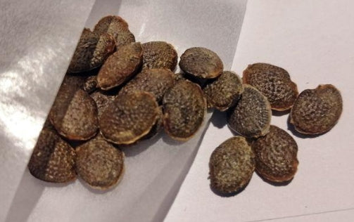 Adenia firingalavensis seeds