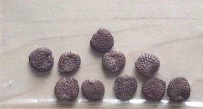 Adenia fruticosa seeds