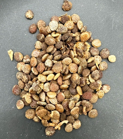 Adenia globosa seeds