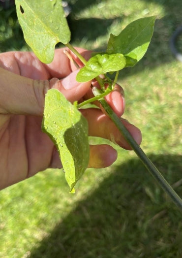 Adenia heterophylla seeds
