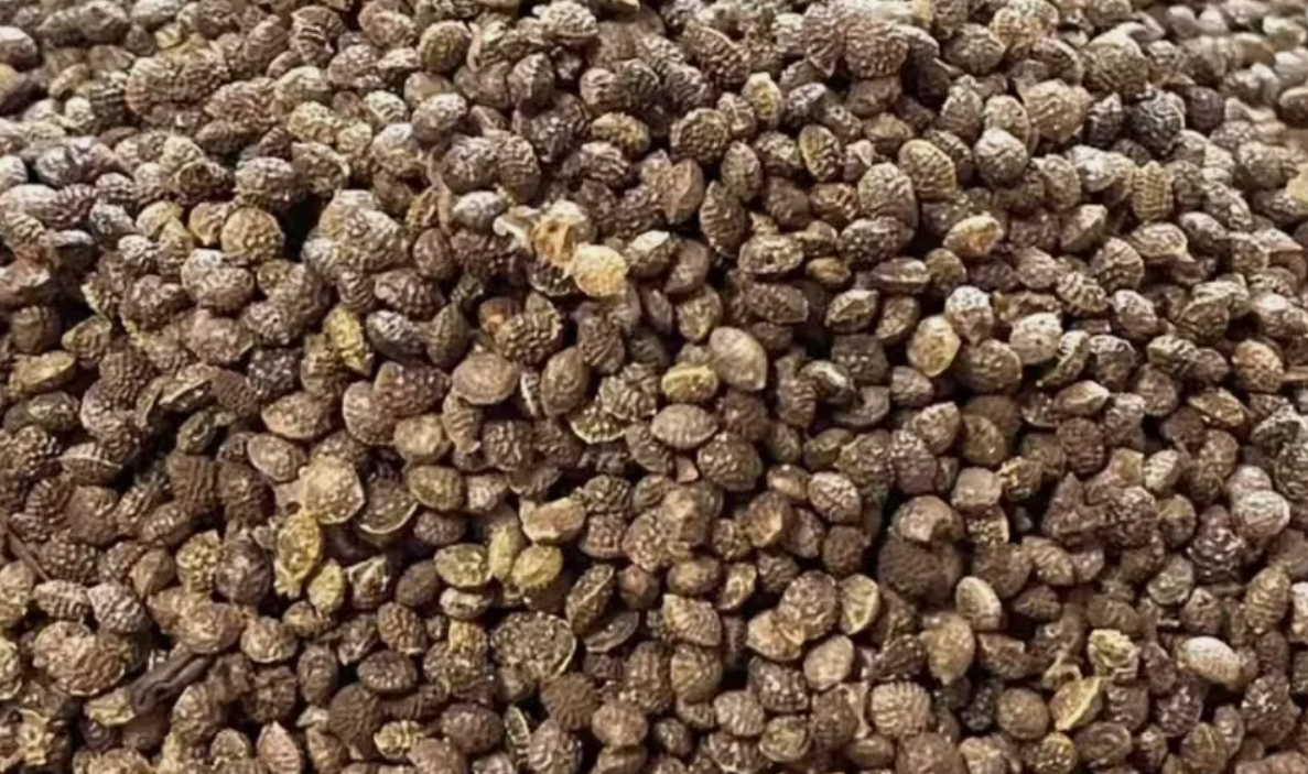 Adenia kirkii seeds