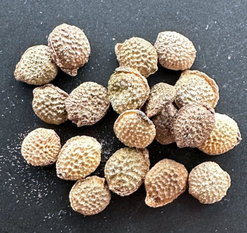 Adenia ovata seeds