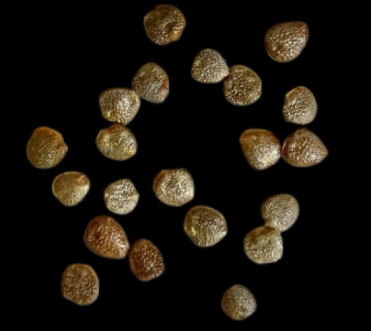Adenia pechuelii seeds