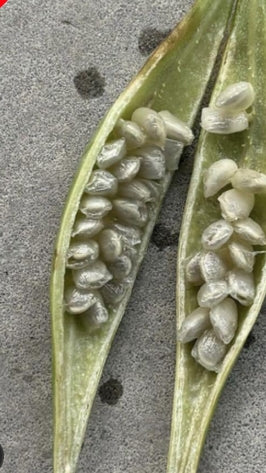 Adenia perrieri seeds