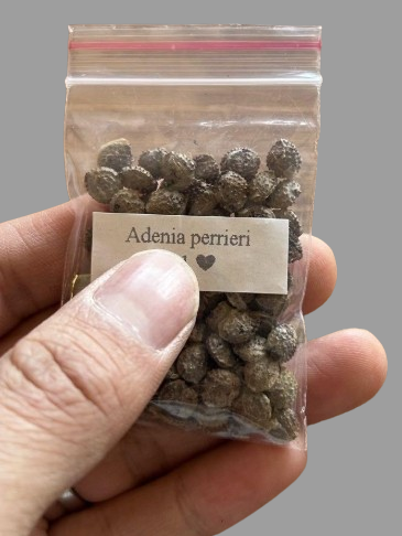 Adenia perrieri seeds