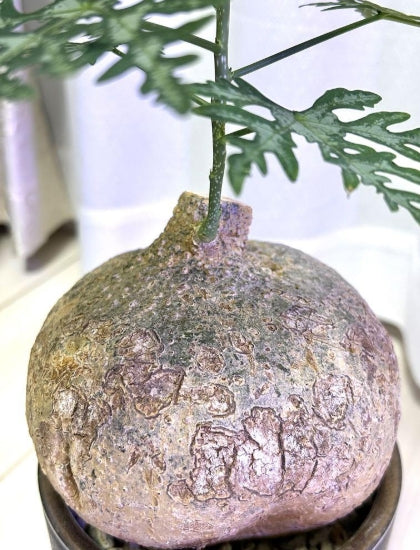 Adenia perrieri seeds