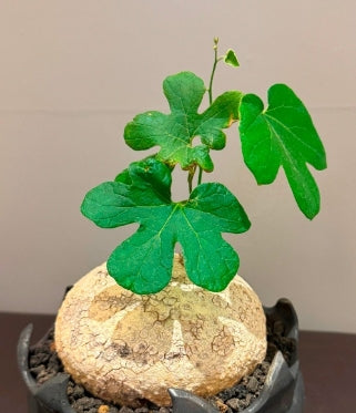 Adenia racemosa seeds