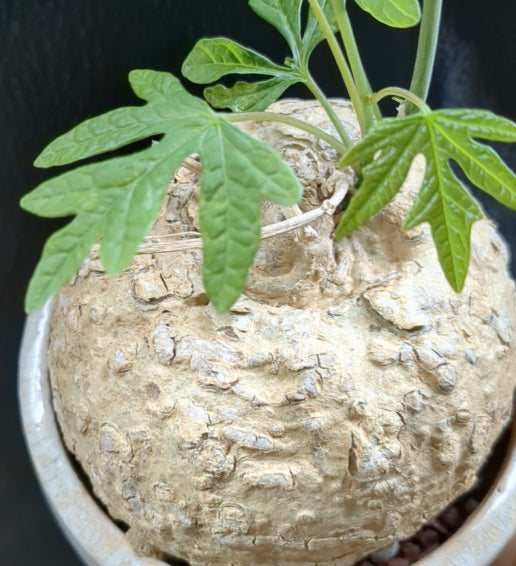 Adenia stenodactyla seeds