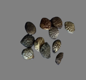 Adenia stylosa seeds