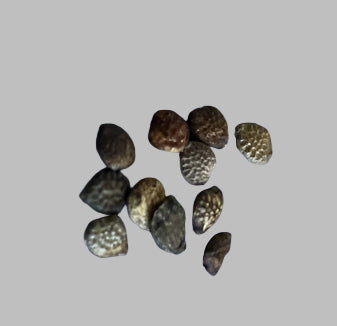 Adenia volkensii seeds