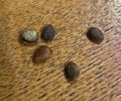 Adenia racemosa seeds